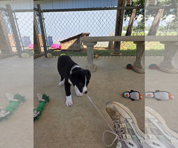 Medium Photo #3 Australian Shepherd-Unknown Mix Puppy For Sale in Rustburg, VA, USA