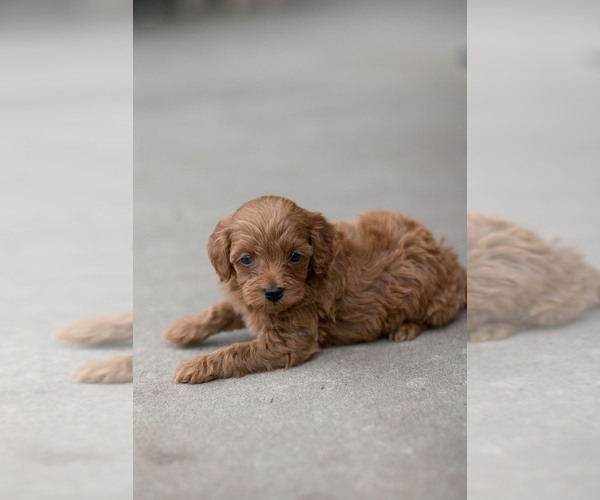 Medium Photo #16 Goldendoodle (Miniature) Puppy For Sale in DENVER, PA, USA