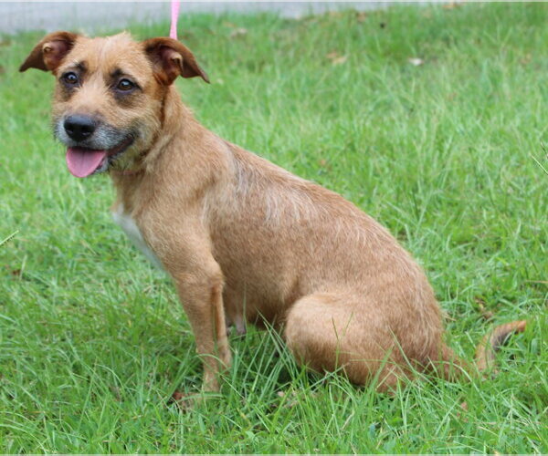 Medium Photo #2 Mutt Puppy For Sale in Prattville, AL, USA