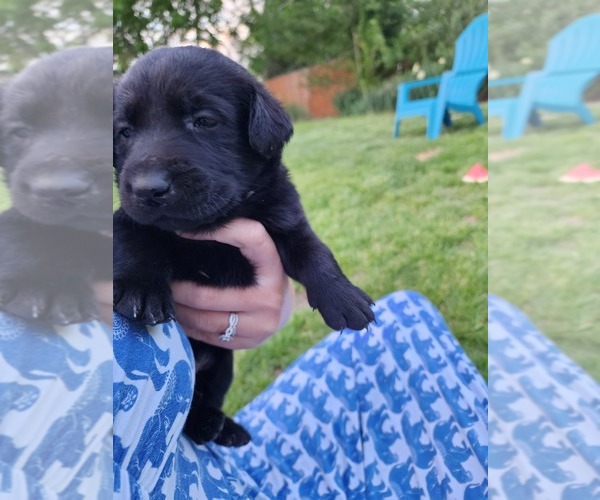 Medium Photo #4 Labrador Retriever Puppy For Sale in GRAND JUNCTION, CO, USA