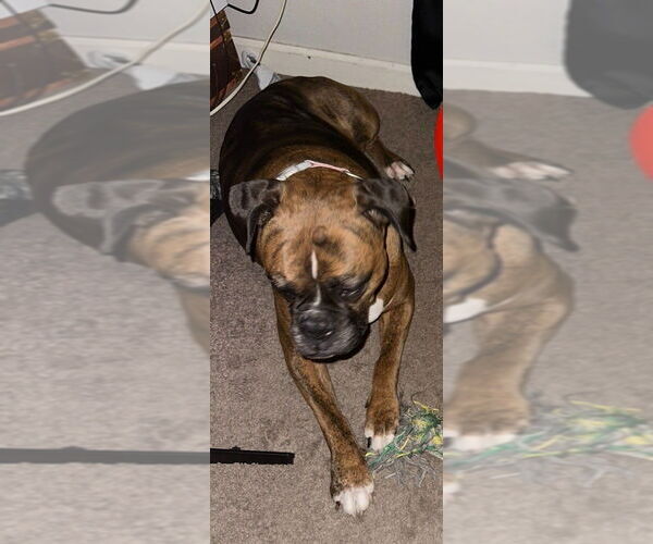Medium Photo #2 Boxer Puppy For Sale in Austin, TX, USA