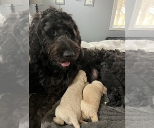 Mother of the Goldendoodle puppies born on 10/30/2022