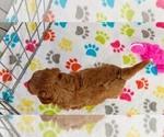 Small #12 Cavapoo mix (+ Poodle Miniature)