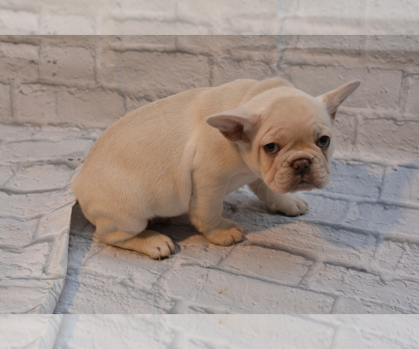 Medium Photo #9 French Bulldog Puppy For Sale in TALLAHASSEE, FL, USA