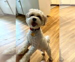 Small #4 Shih Tzu Mix