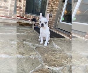 Faux Frenchbo Bulldog Puppy for sale in RICHMOND, TX, USA