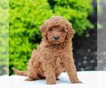 Small Goldendoodle (Miniature)
