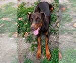 Small #1 Doberman Pinscher