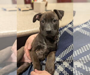 German Shepherd Dog-Unknown Mix Dogs for adoption in Holly Springs, NC, USA