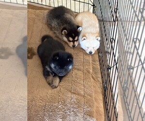 Alaskan Klee Kai-Pomsky Mix Litter for sale in LAMAR, CO, USA