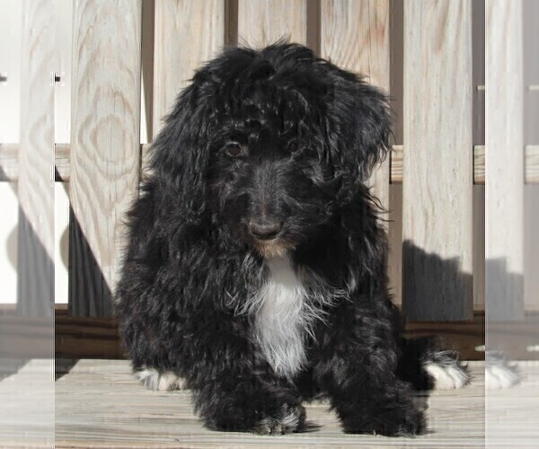 Medium Photo #1 Aussiedoodle Puppy For Sale in FREDERICKSBURG, OH, USA
