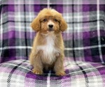 Small Photo #5 Cava-Tzu-Poodle (Miniature) Mix Puppy For Sale in LAKELAND, FL, USA