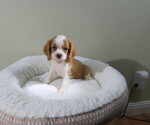 Small Photo #3 Cavalier King Charles Spaniel Puppy For Sale in COOKEVILLE, TN, USA