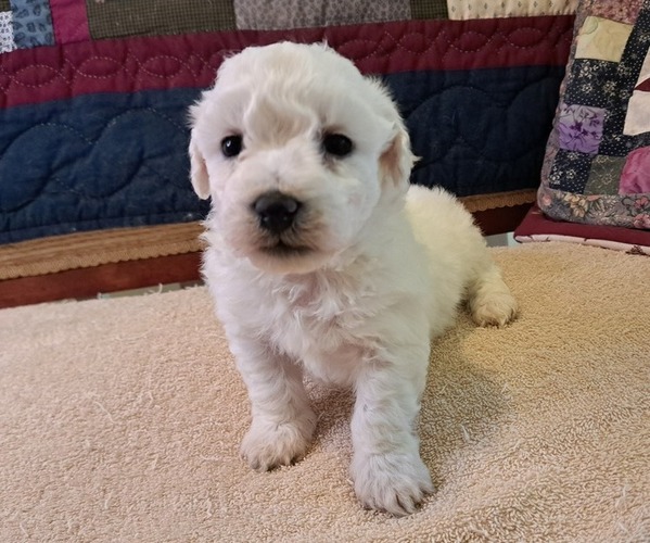 Medium Photo #2 Bichon Frise Puppy For Sale in PELHAM, NH, USA