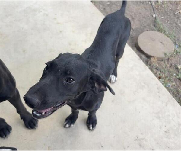 Medium Photo #1 Pointer-Unknown Mix Puppy For Sale in San Antonio, TX, USA