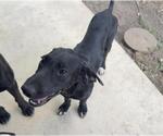 Small Pointer Mix