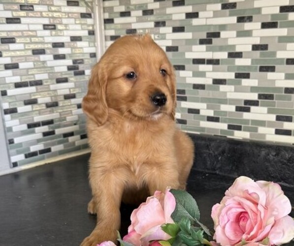 Medium Photo #6 Golden Retriever Puppy For Sale in THORP, WI, USA