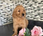 Small #5 Golden Retriever