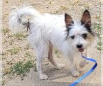 Small #1 Jack Russell Terrier-Papillon Mix
