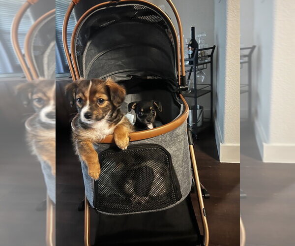 Medium Photo #7 Mutt Puppy For Sale in Oak Bluffs, MA, USA