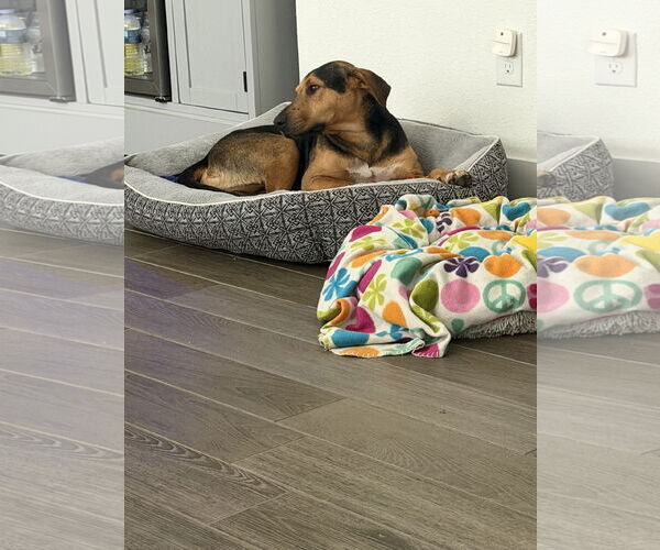 Medium Photo #7 Labrador Retriever-Unknown Mix Puppy For Sale in The Woodlands, TX, USA