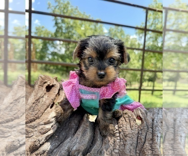 Medium Photo #1 Yorkshire Terrier Puppy For Sale in CASSVILLE, MO, USA