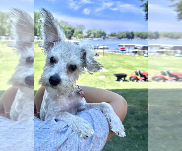 Medium Photo #9 Mutt Puppy For Sale in Grafton, WI, USA