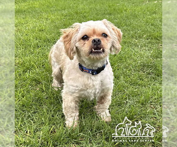 Medium Photo #1 Shih Apso Puppy For Sale in Irvine, CA, USA