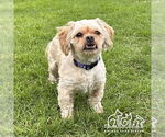 Small Shih Apso