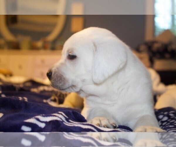 Medium Photo #13 Labrador Retriever Puppy For Sale in HAMPSTEAD, NC, USA