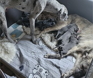 Irish Dane Litter for sale in SPRINGFIELD, MO, USA