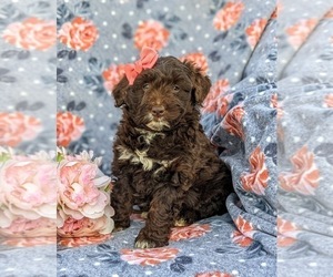 Aussiedoodle Miniature Puppy for sale in KIRKWOOD, PA, USA