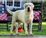 Small Photo #1 Labrador Retriever Puppy For Sale in LEOLA, PA, USA
