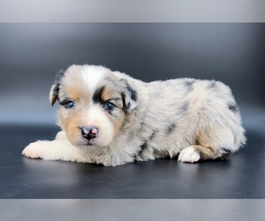 Miniature Australian Shepherd Puppy for sale in FOXWORTH, MS, USA