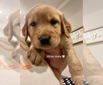 Small Photo #2 Golden Retriever Puppy For Sale in SWEETWATER, TN, USA