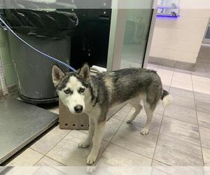 Siberian Husky-Unknown Mix Dogs for adoption in Grand Prairie, TX, USA