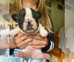 French Bulldog Puppy for sale in GARBERVILLE, CA, USA