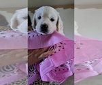 Puppy Ms Pink English Cream Golden Retriever