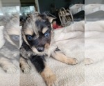 Small Photo #10 Chiranian Puppy For Sale in HOUSTON, TX, USA
