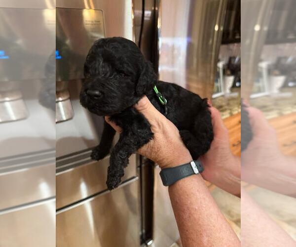 Medium Photo #9 Goldendoodle Puppy For Sale in JACKSONVILLE, FL, USA
