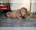 Small #2 Dachshund