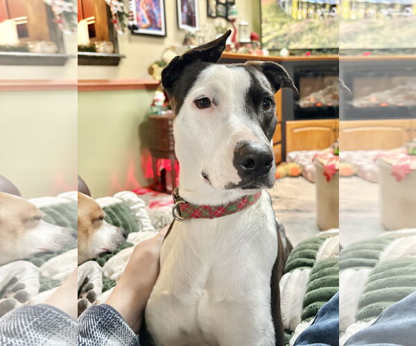 Medium Photo #1  Puppy For Sale in , 