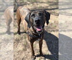 Small Plott Hound Mix