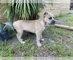 Small #1 Cane Corso