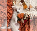 Small Photo #29 Pomsky Puppy For Sale in GOLDEN VALLEY, AZ, USA