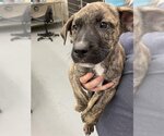 Small Photo #1 Catahoula Leopard Dog Puppy For Sale in Waco, TX, USA