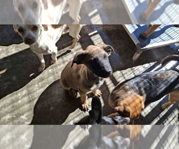 Medium Photo #3 Mutt Puppy For Sale in Sebec, ME, USA