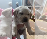 Small Photo #11 Labrador Retriever Puppy For Sale in NORTH ATTLEBORO, MA, USA