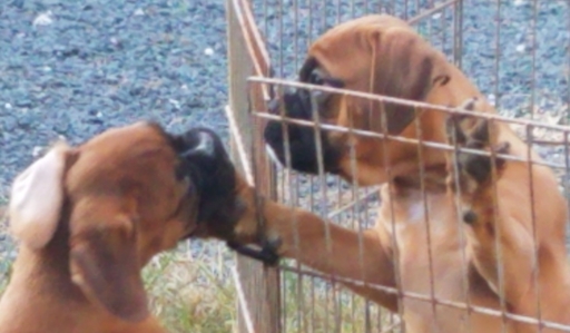 Medium Photo #2 Boxer Puppy For Sale in CONCORD, VA, USA