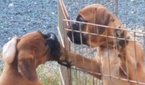 Small Photo #2 Boxer Puppy For Sale in CONCORD, VA, USA
